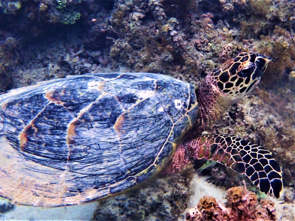 2 Nuits Insolites & 1 Excursion Voile A Bord Du Voilier Mori Ora Moorea Eksteriør bilde