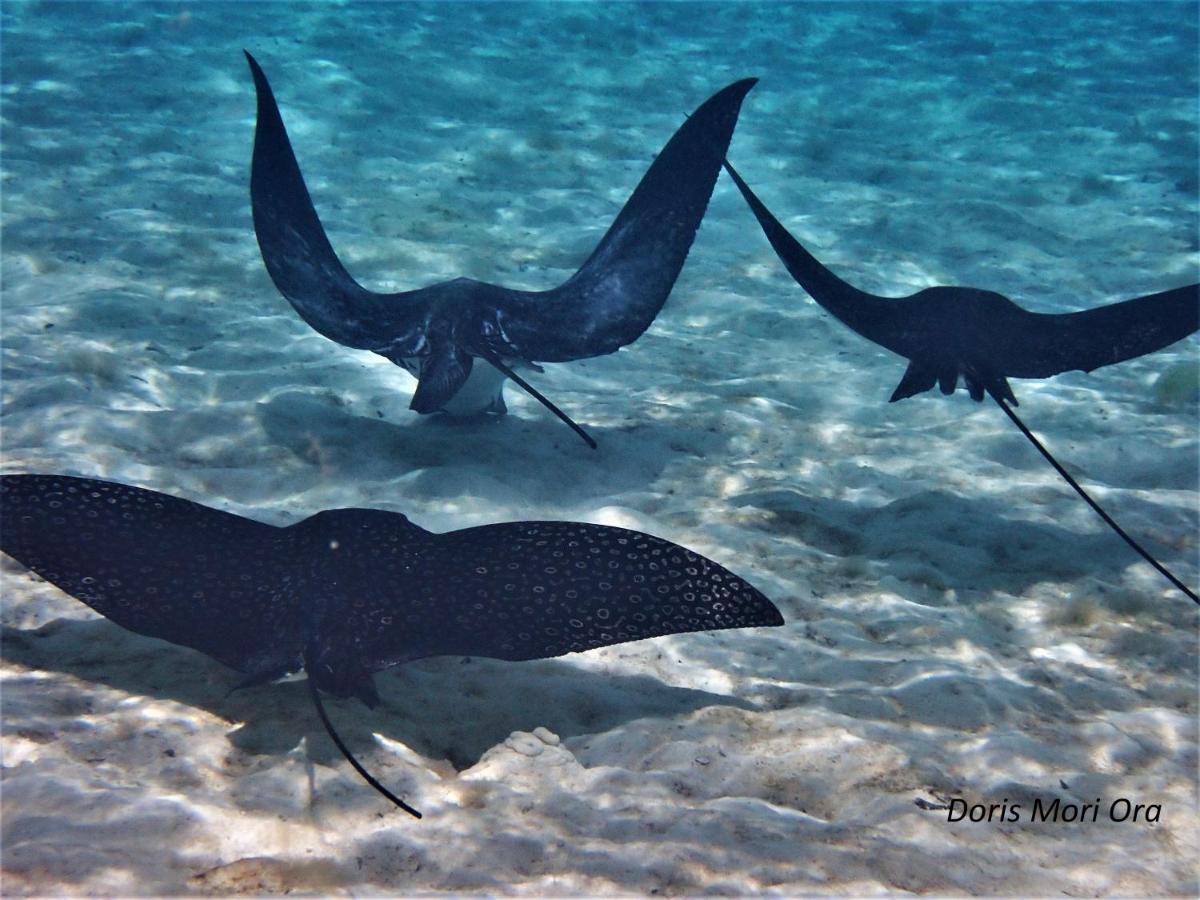 2 Nuits Insolites & 1 Excursion Voile A Bord Du Voilier Mori Ora Moorea Eksteriør bilde